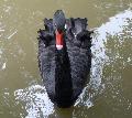 Cisne-negro