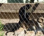 Macaco-diana <i>(Cercopithecus diana)</i>