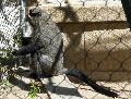 Macaco-de-brazza