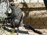 Macaco-de-brazza <i>(Cercopithecus neglectus)</i>