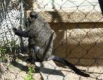 Primatas