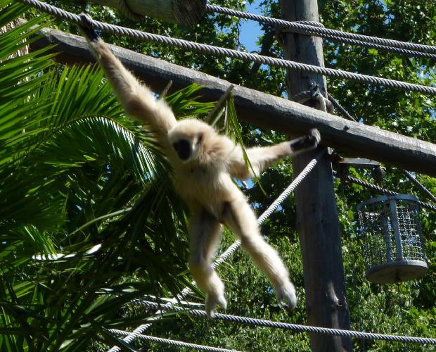 Gibão-de-mãos-brancas