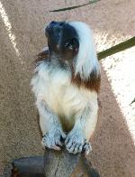 Saguim-cabeça-de-algodão <i>(Saguinus oedipus)</i>