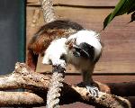 Saguim-cabeça-de-algodão <i>(Saguinus oedipus)</i>