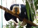 Saki-de-face-branca <i>(Pithecia pithecia)</i>