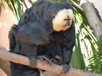Saki-de-face-branca <i>(Pithecia pithecia)</i>