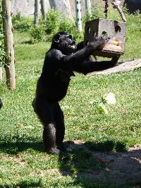 Memória de chimpanzé
