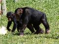 Chimpanzés