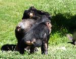 Chimpanzé <i>(Pan troglodytes) </i>