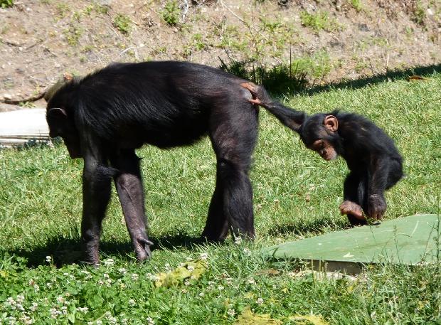 Chimpanzés