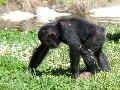Chimpanzé
