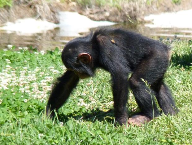 Chimpanzé