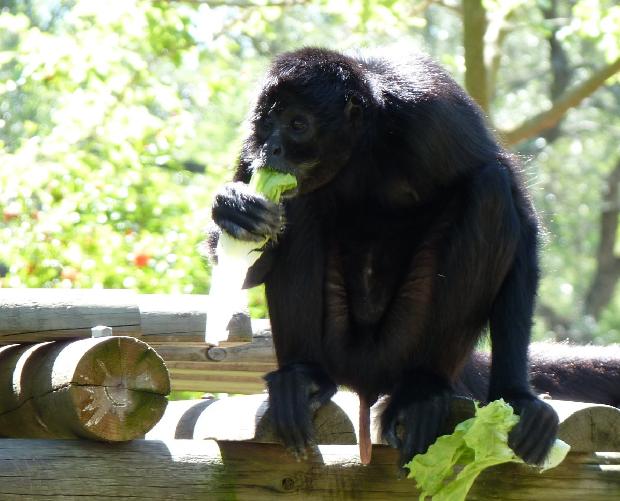 Macaco-aranha-da-Colômbia