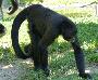Macaco-aranha-da-Colômbia