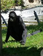 Macaco-aranha-da-Colômbia<i> (Ateles fusciceps robustus)</i>