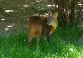 Muntjac-chinês