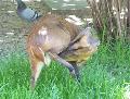 Muntjac-chinês