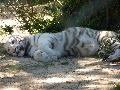 Cria de tigre-branco