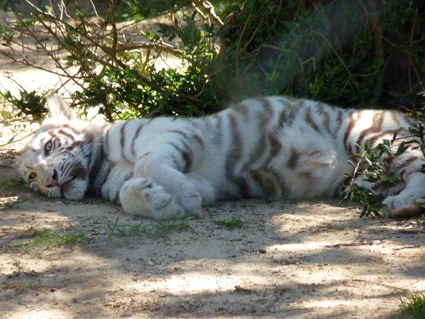 Cria de tigre-branco