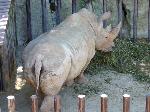 Cria de Rinoceronte-branco, GYASI , comemora 1º aniversário