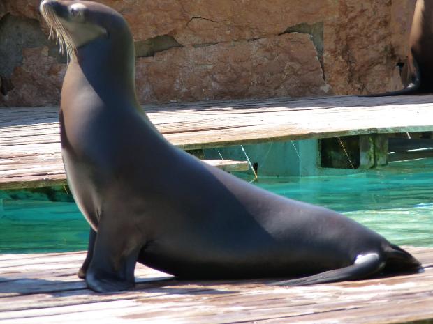Leão-marinho-da-Califórnia