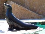 Leão-marinho-da-Califórnia <i>(Zalophus californianus)</i>