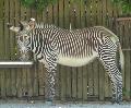 Zebra-de-grevy