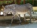 Zebra-de-grevy