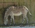 Zebra-de-grevy