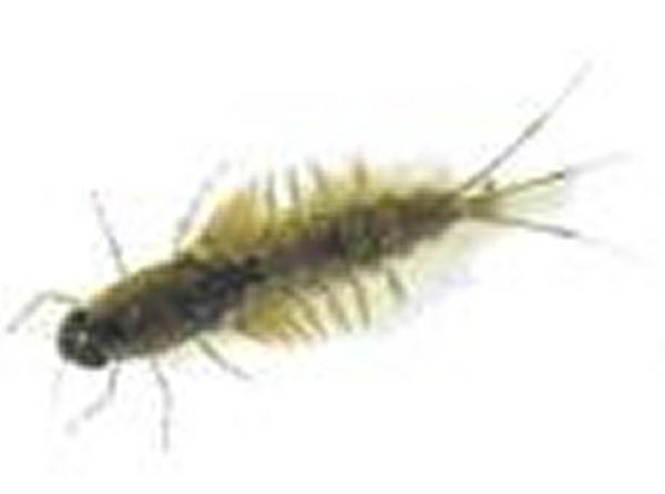 Ephemeroptera