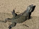 Iguana-rinoceronte <i>(Cyclura cornuta)</i>