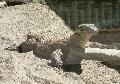 Dragão-de-Komodo