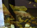 Axolote