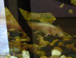 Axolote <i>(Ambystoma mexicanum)</i>