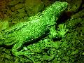 Iguana-verde
