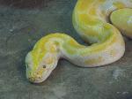 Pitão-asiática <i>(Python reticulatus)</i>