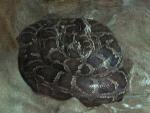 Pitão-asiática <i>(Python reticulatus)</i>