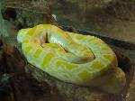Pitão-asiática <i>(Python reticulatus)</i>