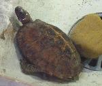 Tartaruga-espinhosa <i>(Heosemys spinosa)</i>