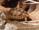 Tartaruga-do-Egipto <i>(Testudo kleinmanni)</i>