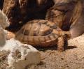 Tartaruga-do-Egipto