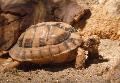 Tartaruga-do-Egipto