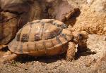 Tartaruga-do-Egipto <i>(Testudo kleinmanni)</i>