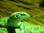 Varano-do-nilo <i>(Varanus niloticus)</i>