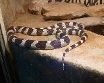 Serpente-rei-da-Califórnia <i>(Lampropeltis getula californiae)</i>