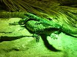 Varano-do-nilo <i>(Varanus niloticus)</i>