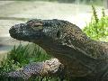 Dragão-de-Komodo