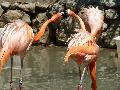 Flamingos-rubros