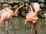 Flamingos-rubros