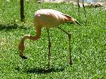 Aves